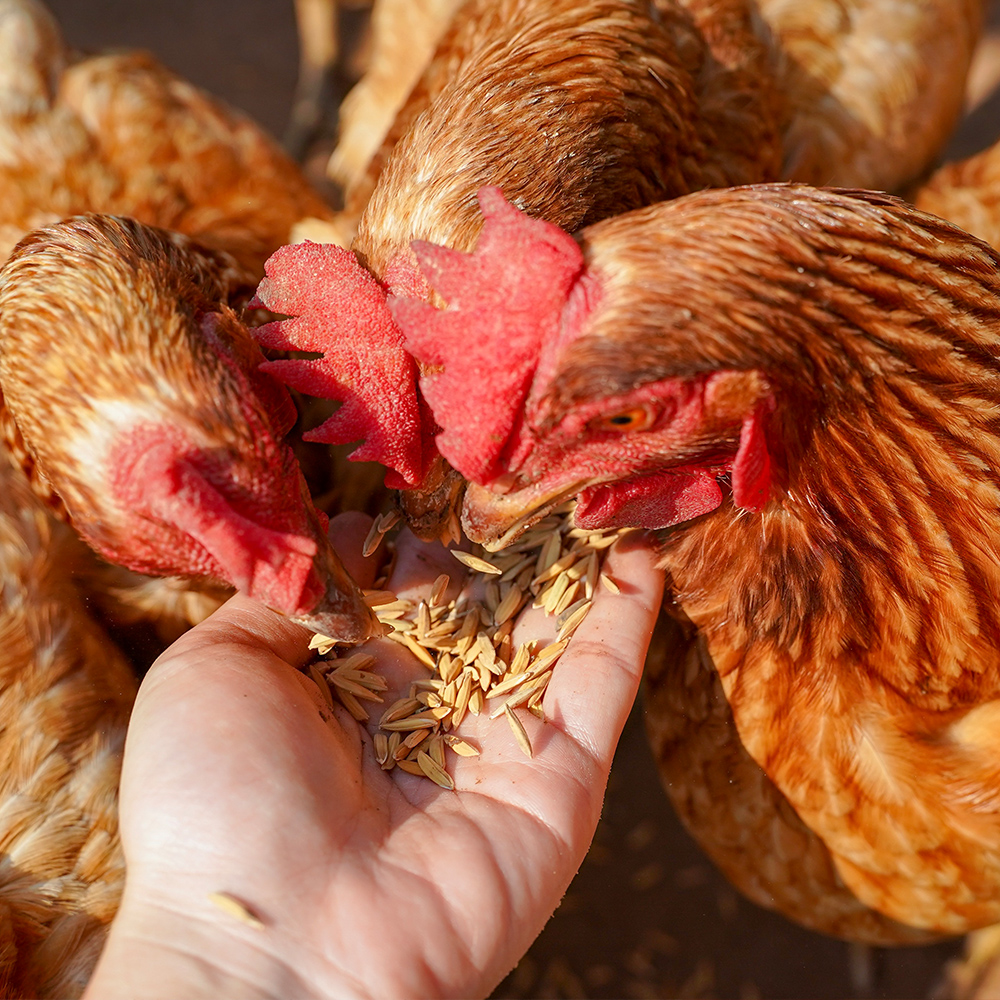 Livestock Chicken - Image 3