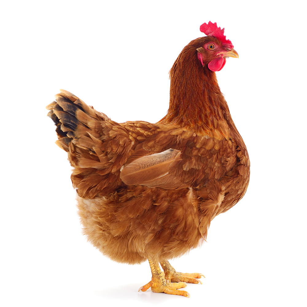 Livestock Chicken