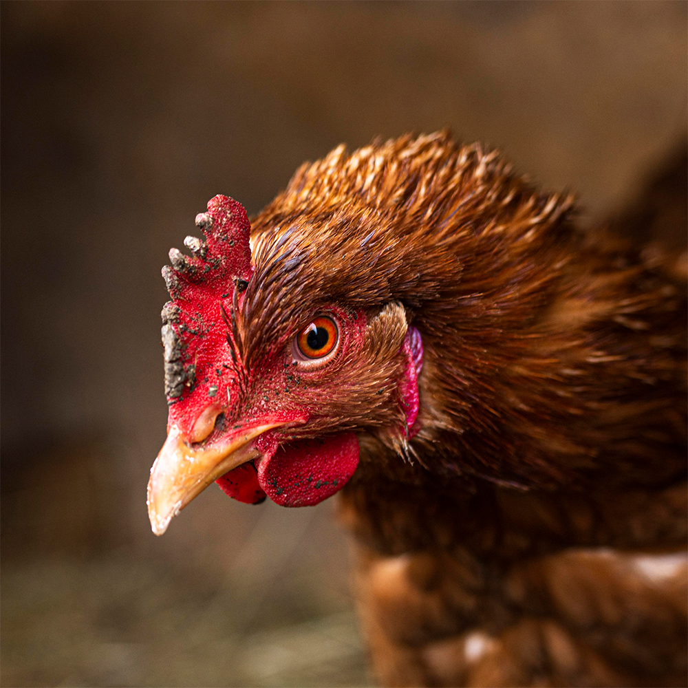 Livestock Chicken - Image 2