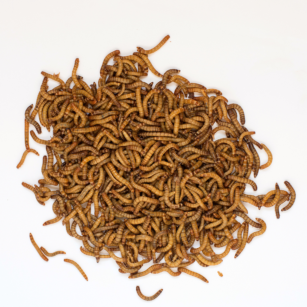 Superworms
