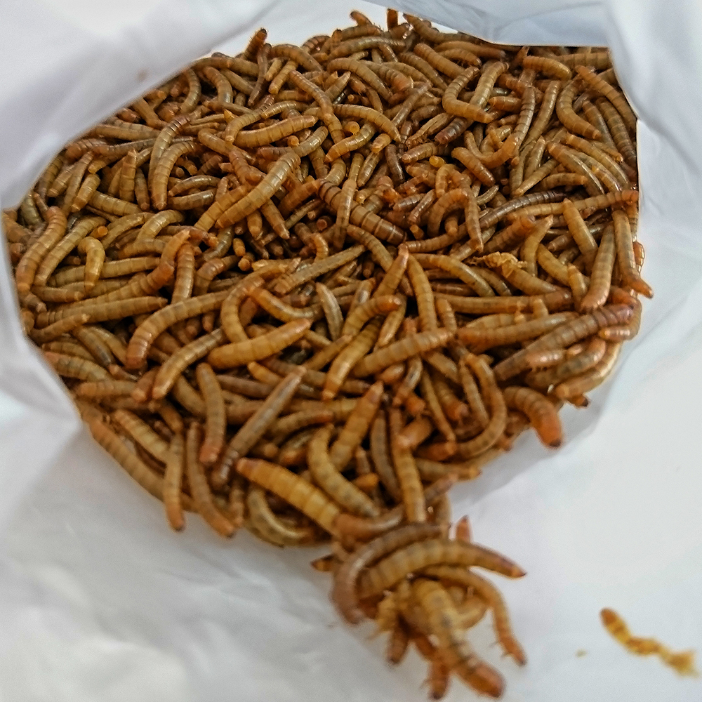 Superworms - Image 3