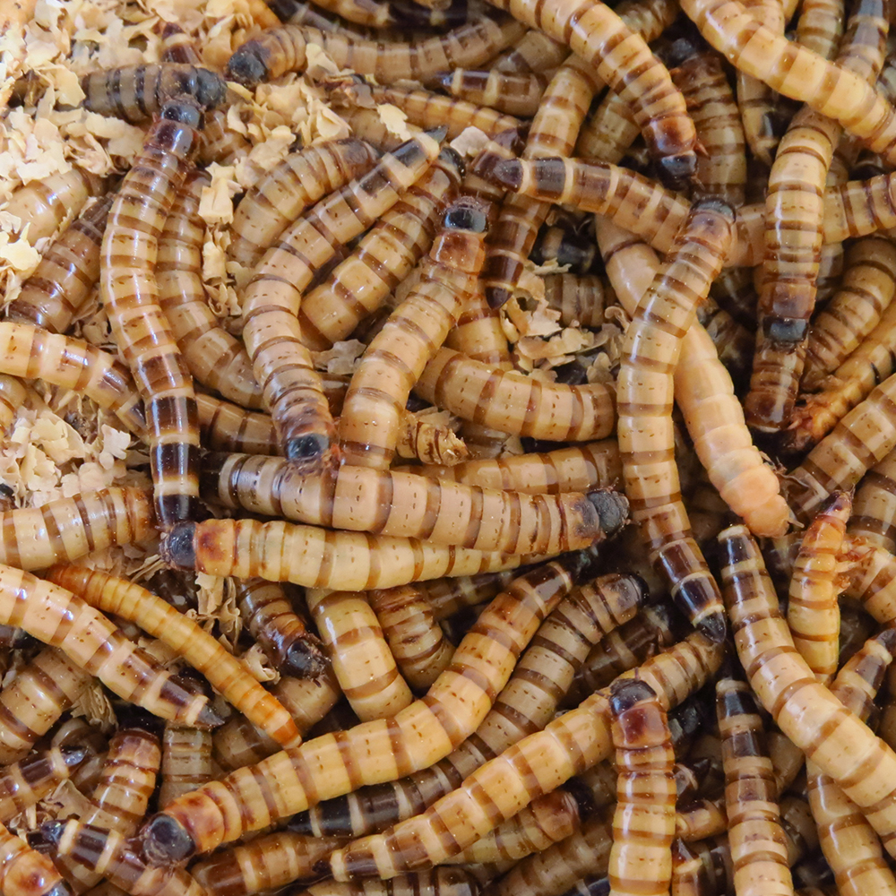 Superworms - Image 2